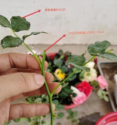 红枫扦插怎样快速生根？有效生根技巧有哪些？