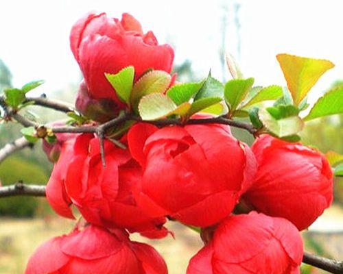红枫树会开花吗？开花时是什么样的？