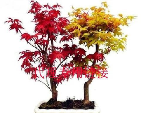 红枫叶象征着什么？红枫叶的含义有哪些常见疑问？