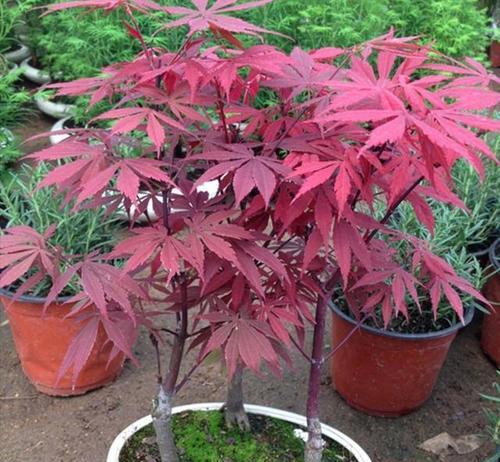 红枫修剪方法有哪些？如何正确修剪红枫？