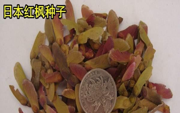 红枫种子种植的最佳时间是什么时候？如何确保高成活率？