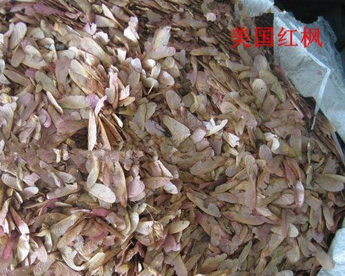 红枫种子种植的最佳时间是什么时候？如何确保高成活率？