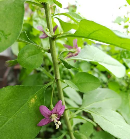 红枸杞开花结果的时间是什么时候？如何正确种植以确保结果？