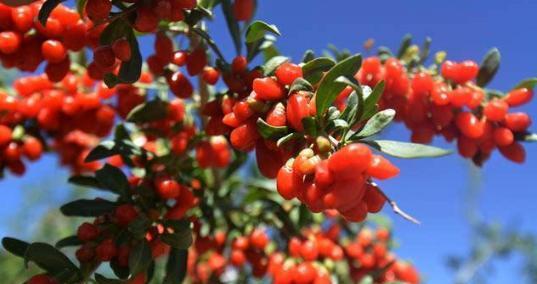 红枸杞开花结果的时间是什么时候？如何正确种植以确保结果？