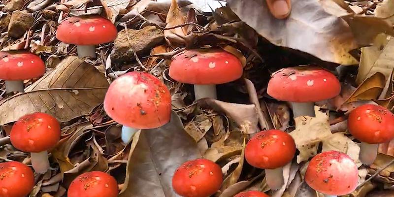 红菇的生长环境是什么？气候要求有哪些？