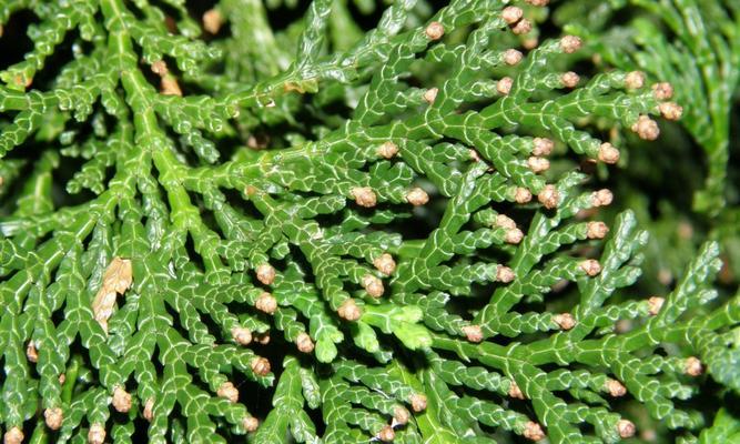 红桧属于什么植物类别？红桧的分类特点有哪些？