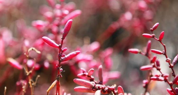红海滩是由哪种植物构成的？红海滩的植物类别有哪些特点？