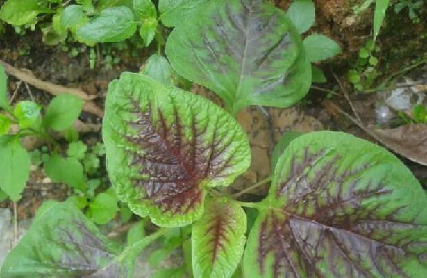 红汗菜有哪些神奇的功效？它的作用是什么？