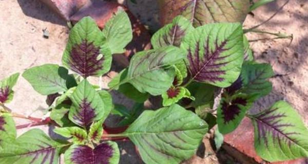 红汗菜什么时候种植最好？种植方法有哪些？