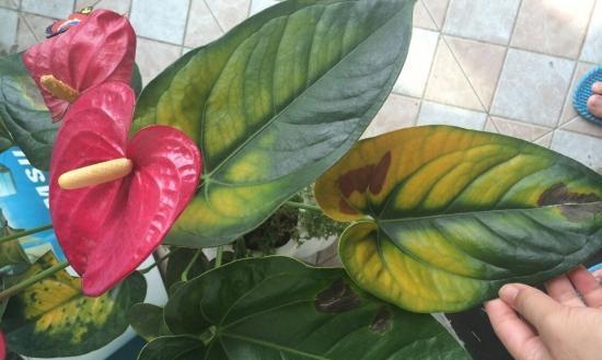红鹤花叶子发黄怎么办？如何正确处理植物黄叶问题？