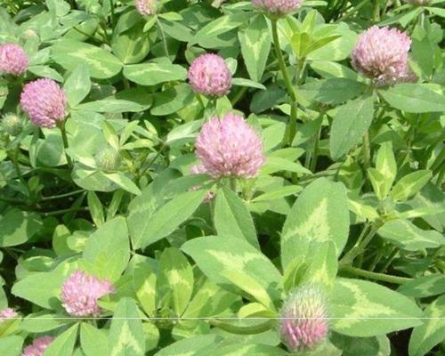 红花草种子怎么种植？种植过程中的常见问题有哪些？
