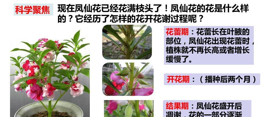 红花草种子怎么种植？种植过程中的常见问题有哪些？