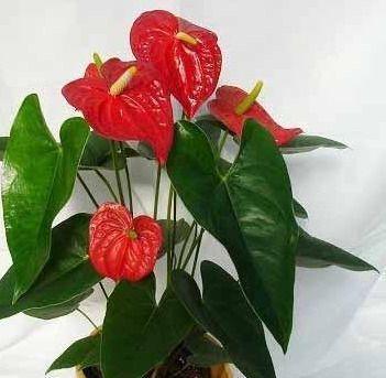 红花的生长周期是多长时间？如何正确种植和养护红花？