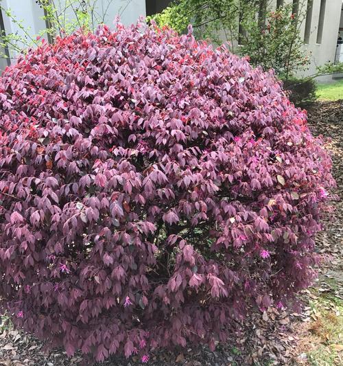 红花继木花期持续多久？如何延长花期？