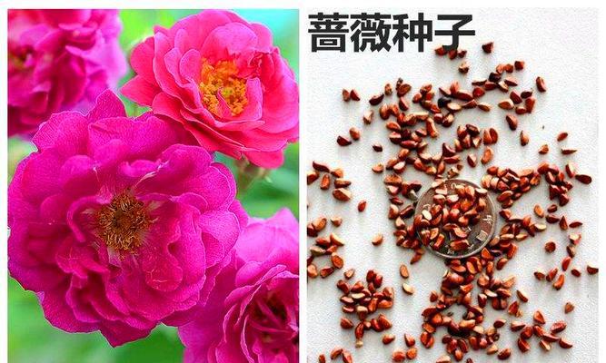 红花留种方法是什么？收集的种子如何正确种植？