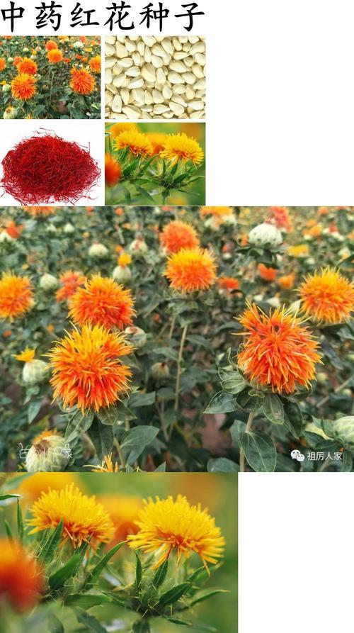 红花留种方法是什么？收集的种子如何正确种植？