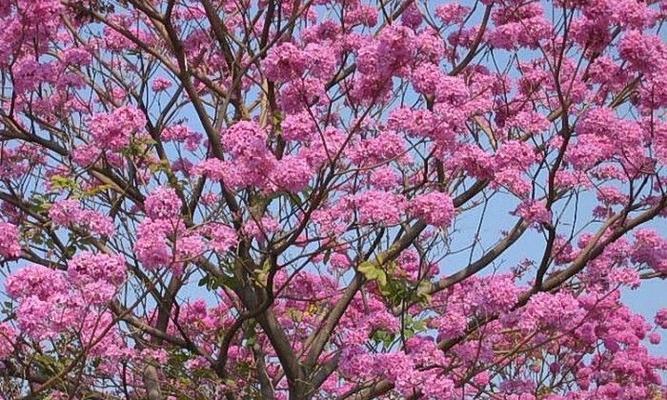 红花种植条件是什么？哪些环境适合种植红花？