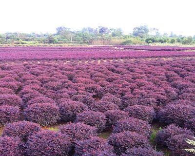 红花种植条件是什么？哪些环境适合种植红花？
