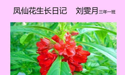 红花种子发芽需要多久？如何提高发芽率？
