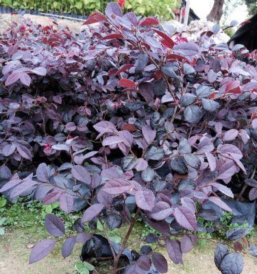 红继木是草本还是木本植物？如何区分草本与木本植物？