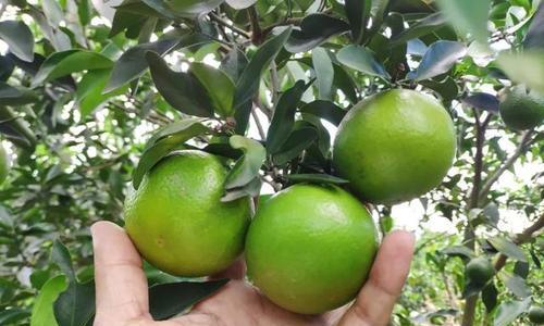红江橙的甜度是多少？如何测量红江橙的甜度？