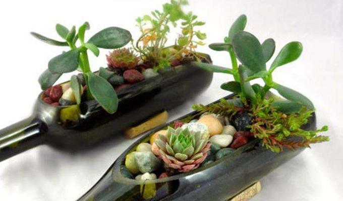 红酒可以浇花吗？这样做对植物有什么影响？
