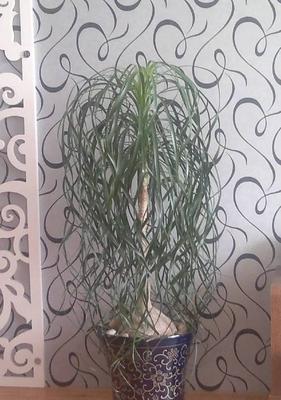 红酒可以浇花吗？这样做对植物有什么影响？