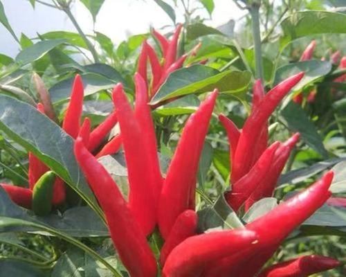红辣椒何时成熟采摘上市？季节性种植指南是什么？
