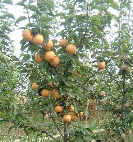 红梨种植条件是什么？哪些地方的气候最适合红梨生长？
