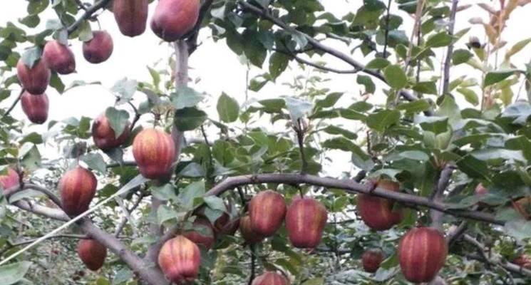 红梨种植条件是什么？哪些地方的气候最适合红梨生长？