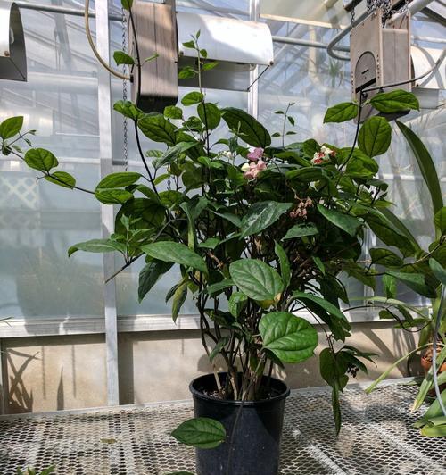 红龙植物分类是什么？藤本还是灌木的常见问题解答？