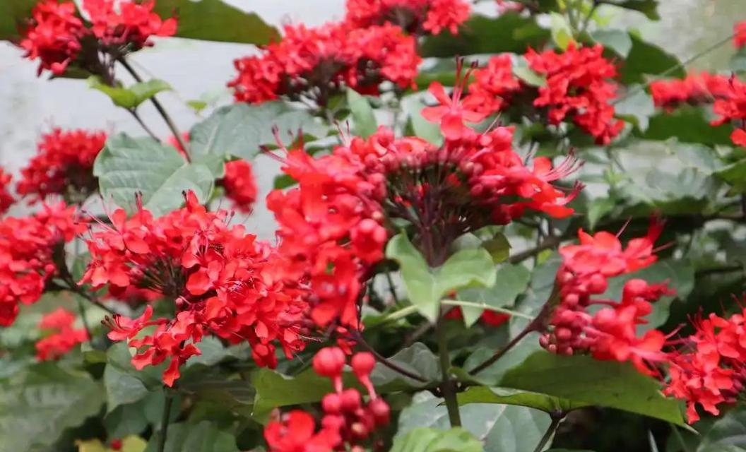 红龙植物分类是什么？藤本还是灌木的常见问题解答？