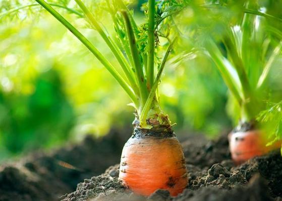 红萝卜几月份种植合适？最佳种植时间是什么时候？