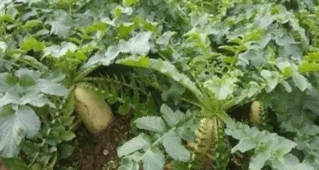 红萝卜最佳种植时间是什么时候？如何确保高产？