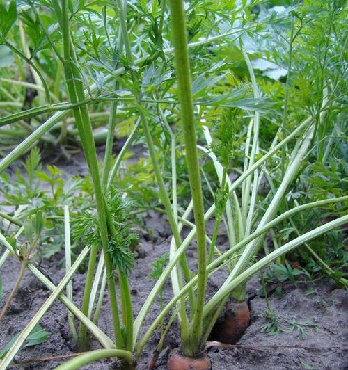 红萝卜什么时候种植最好？种植方法有哪些常见问题？