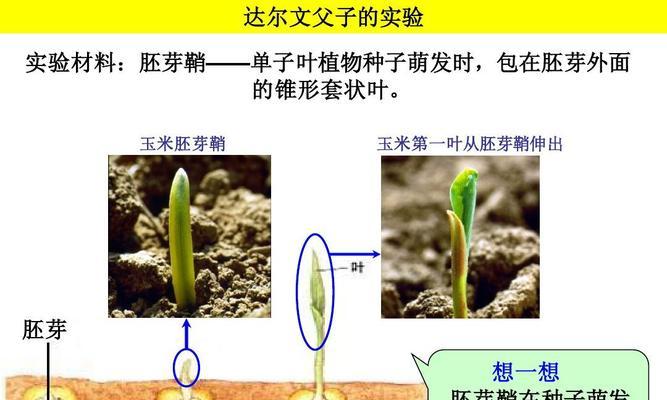 红毛丹种子种植方法是什么？如何确保高成活率？