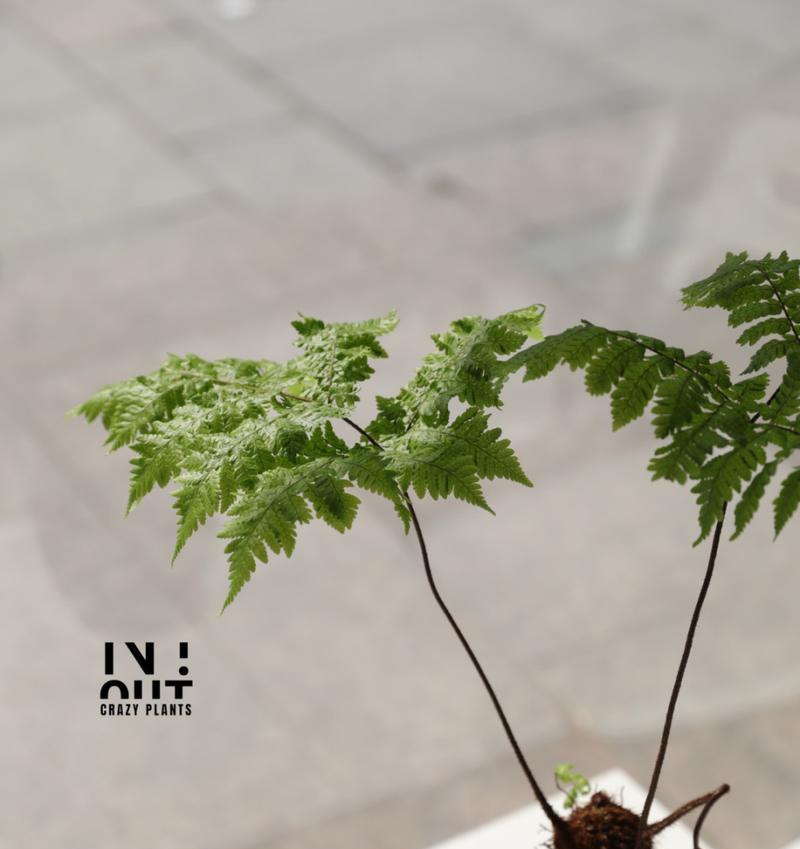 红毛是什么植物？它的特点和用途有哪些？