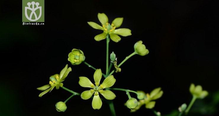 红毛是什么植物？它的特点和用途有哪些？