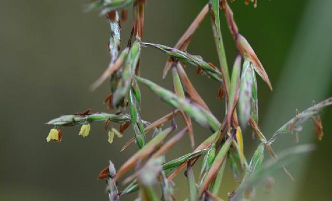红矛属于什么植物类别？它的特点和用途是什么？