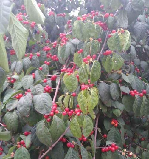 红矛属于什么植物类别？它的特点和用途是什么？