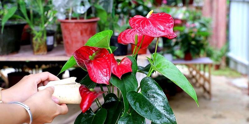 红玫瑰花有毒吗？室内养护需要注意什么？