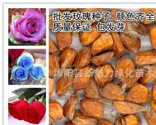 红玫瑰种子种植方法是什么？如何确保种子发芽率高？