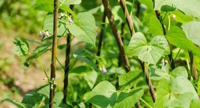 红眉豆的最佳种植时间是什么时候？种植后需要注意哪些问题？