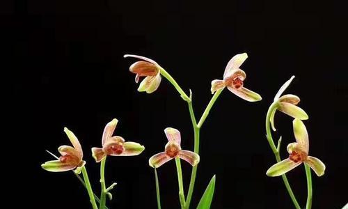 红梅冬天开花吗？冬天养护红梅的秘诀是什么？