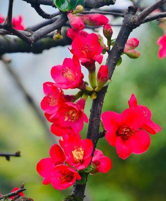 红梅冬天开花吗？冬天养护红梅的秘诀是什么？
