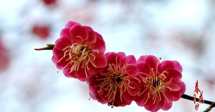 红梅花期持续多久？如何延长花期观赏时间？