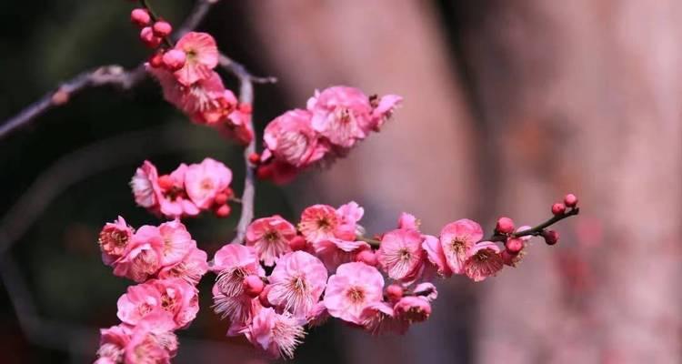 红梅花期是什么时候？如何准确预测梅花盛开时间？