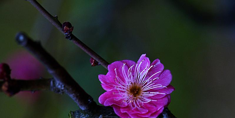 红梅花期是什么时候？如何准确预测梅花盛开时间？