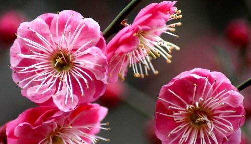 红梅花的花期是什么时候？具体几月份开花？