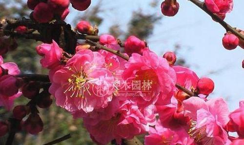 红梅几年结果实？结果实的时间是什么时候？